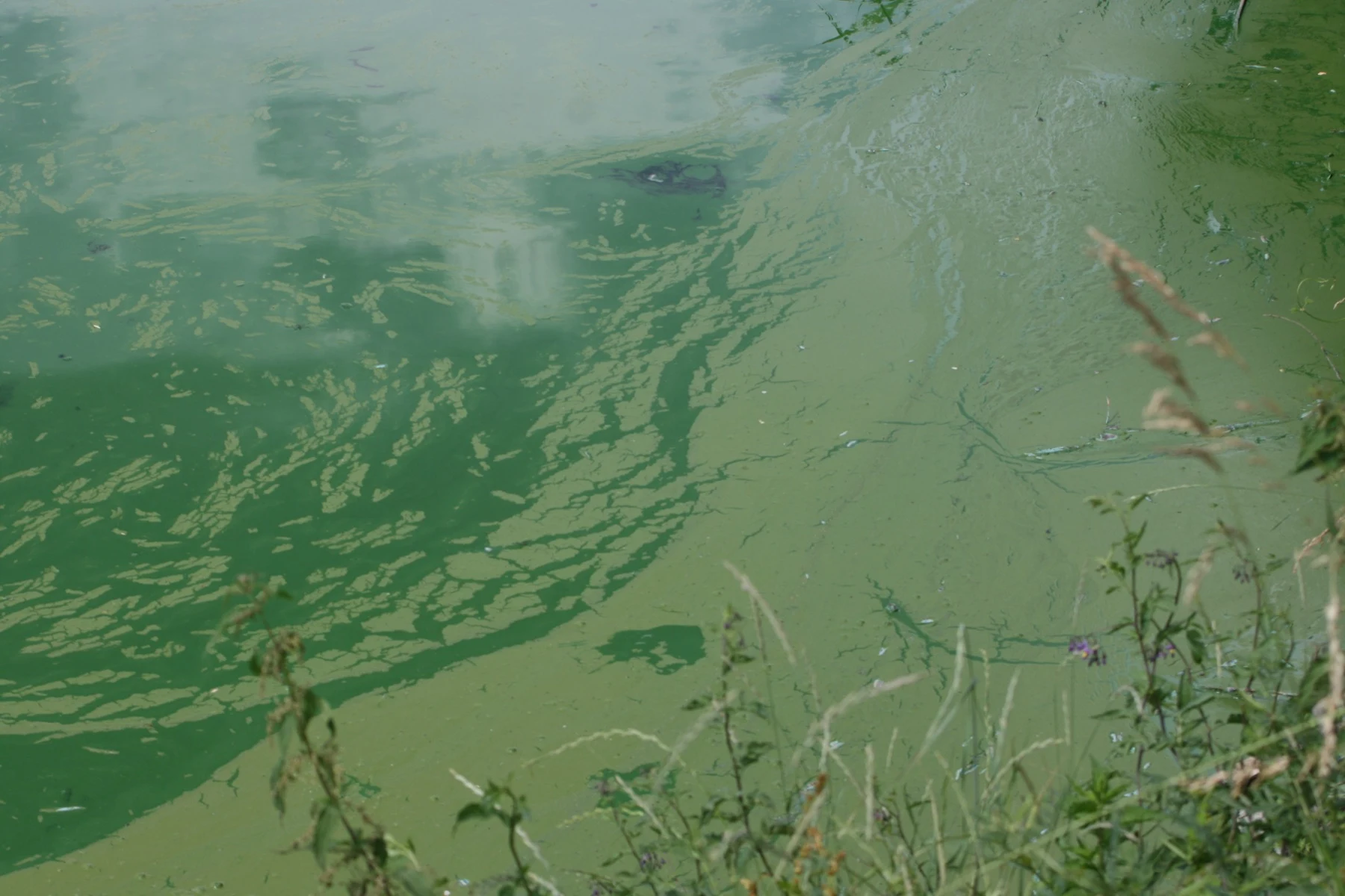 Eutrofizovana voda — visoka koncentracija algi pre tretmana